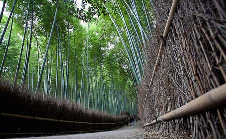 گردش در جنگل زیبای بامبو