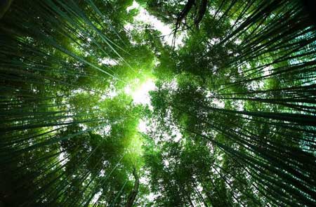 گردش در جنگل زیبای بامبو